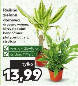 Sit promocja