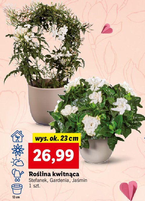 Gardenia 23 cm promocje