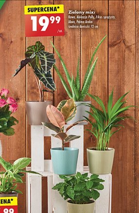 Aloes 12-16 cm promocja