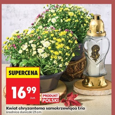 Chryzantema promocja w Biedronka