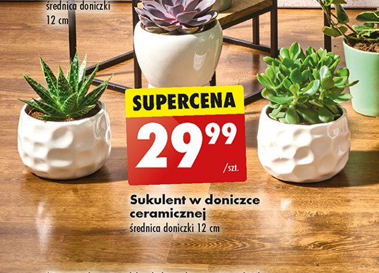 Sukulent w ceramice 12 cm promocja