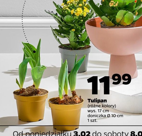 Tulipan 10 cm promocja