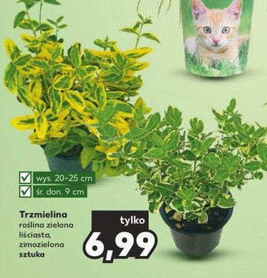 Trzmielina japo艅ska don. 9 cm promocja