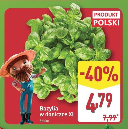 Bazylia xl promocja