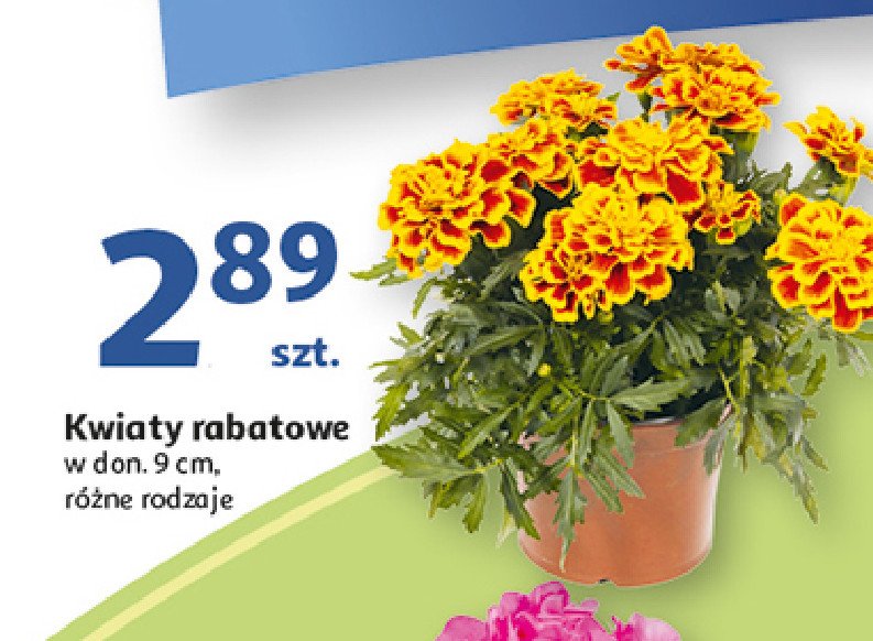 Kwiat rabatowy don. 9 cm promocja w Auchan