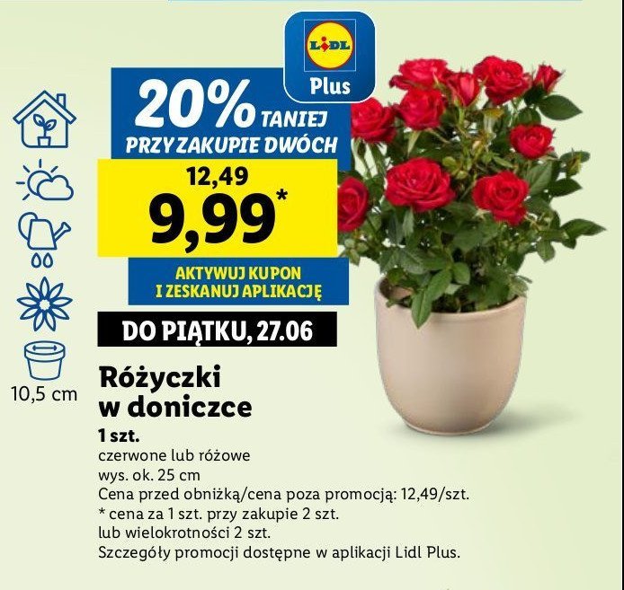 Róża w doniczce 10.5 cm promocja w Lidl