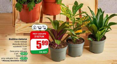 Roślina zielona różne rodzaje doniczka 8,5 cm promocja w Dino