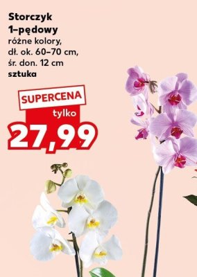 Storczyk 1-pędowy promocja w Kaufland