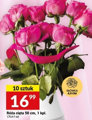 Róża cięta 50 cm, 1 kpl. promocja w Twój Market