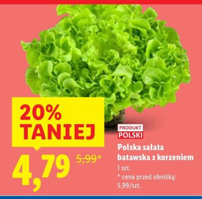 Sałata batawska z korzeniem promocja w Lidl
