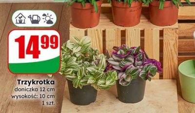 Trzykrotka doniczka 12 cm wysokość: 10 cm promocja w Dino