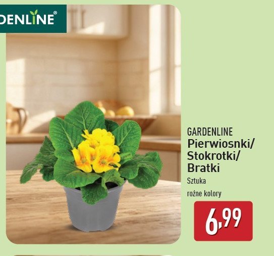 Pierwiosnek GARDEN LINE promocja