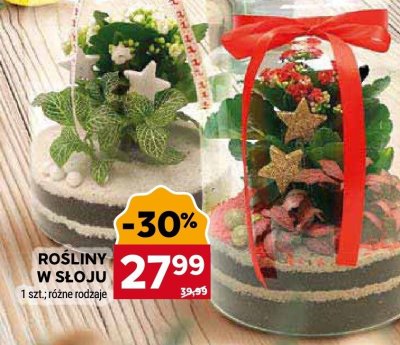 Rośliny w słoju różne rodzaje promocja w Stokrotka