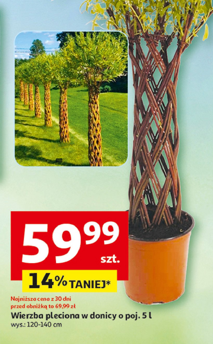 Wierzba pleciona promocja w Auchan