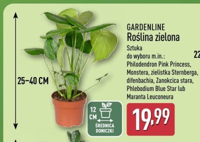 Roślina zielona promocja w Aldi