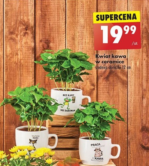 Kwiat kawa w ceramice 12 cm promocja