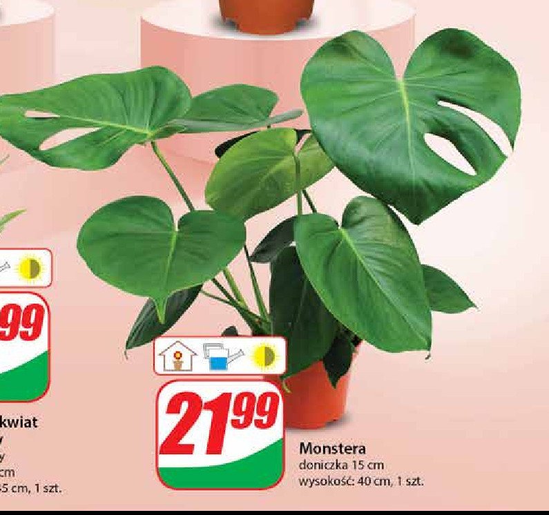 Monstera 15 cm promocja