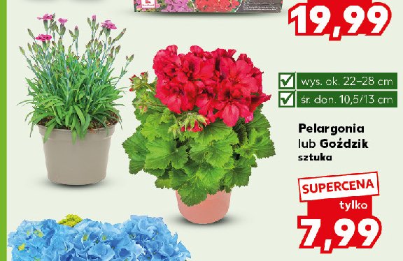 Pelargonia promocja w Kaufland