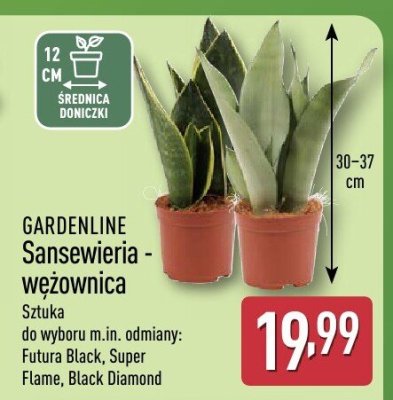 Sansewieria - wężownica różne odmiany GARDENLINE promocja w Aldi