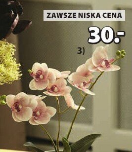 Roślina sztuczna GUDJON S9 x W35 cm promocja w Jysk