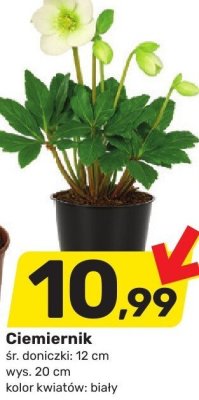 Ciemiernik promocja w Bricomarche