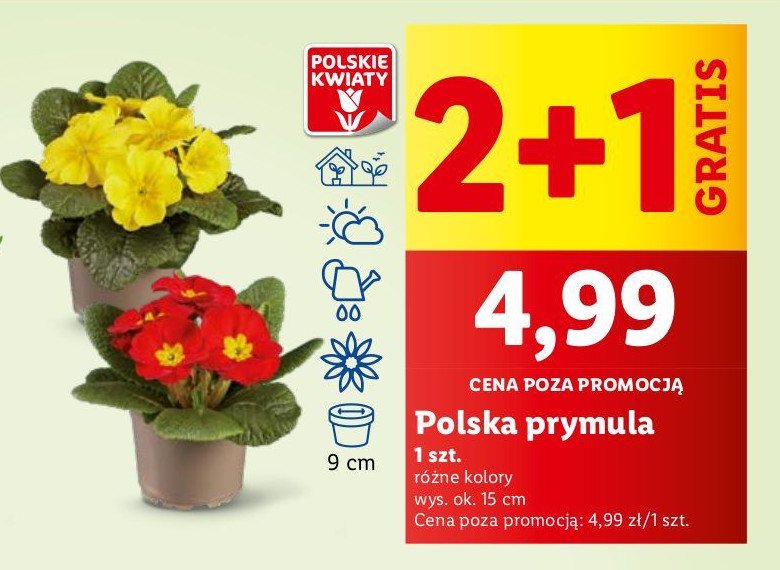 Prymula 15 cm promocja w Lidl