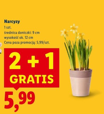 Narcyzy 2+1 GRATIS promocja w Lidl