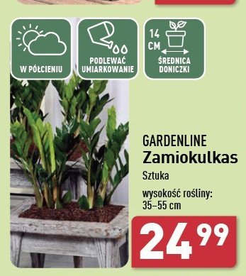 Zamiokulkas 35-55 cm don. 14 cm promocja