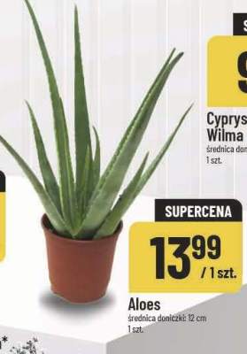 Aloes promocja w POLOmarket