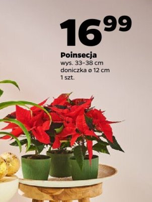 Poinsecja promocja w Netto