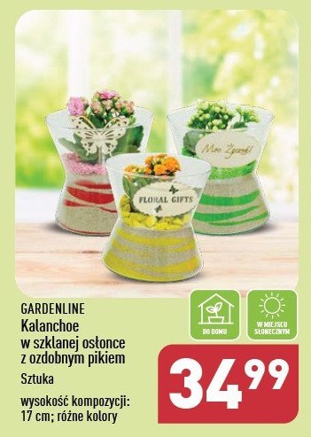 Kalanchoe w szklanej osłonce z ozdobnym pikiem GARDEN LINE promocja