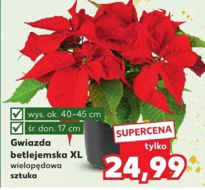 Gwiazda betlejemska XL wielopęd sztuka promocja w Kaufland