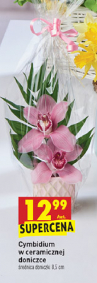 Cymbidium w ceramicznej doniczce 8.5 cm promocja