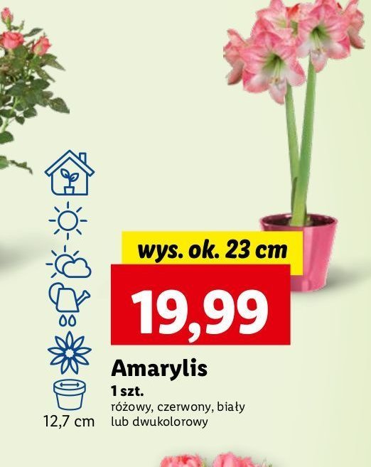 Amarylis czerwony 23 cm promocja