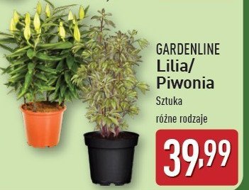 Piwonia GARDEN LINE promocja