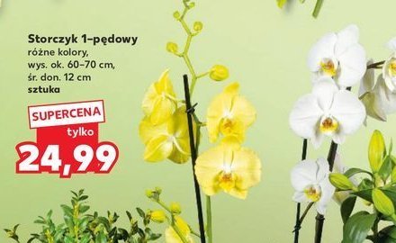 Storczyk 1-pędowy promocja w Kaufland
