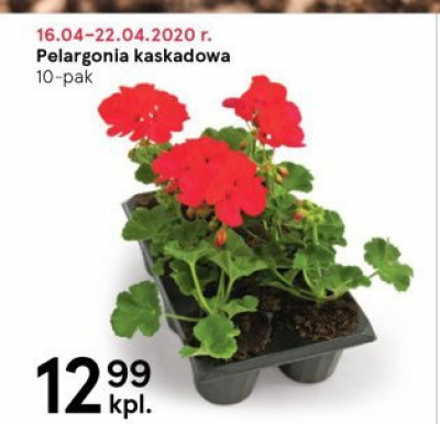 Pelargonia kaskadowa 10-pak promocja