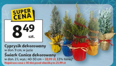 Cyprysik dekorowany w don. 9 cm, w jucie promocja w Auchan