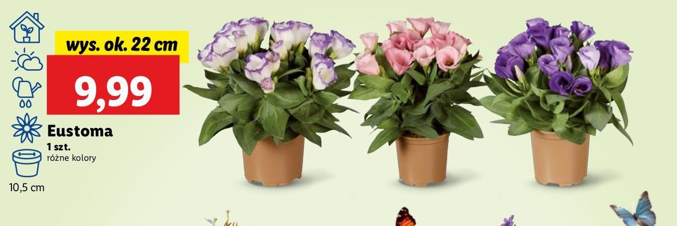Eustoma wys. 22 cm promocja w Lidl