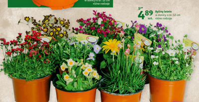 Byliny letnie promocja