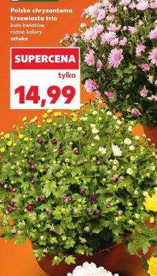 Polska chryzantema krzewiasta trio promocja w Kaufland