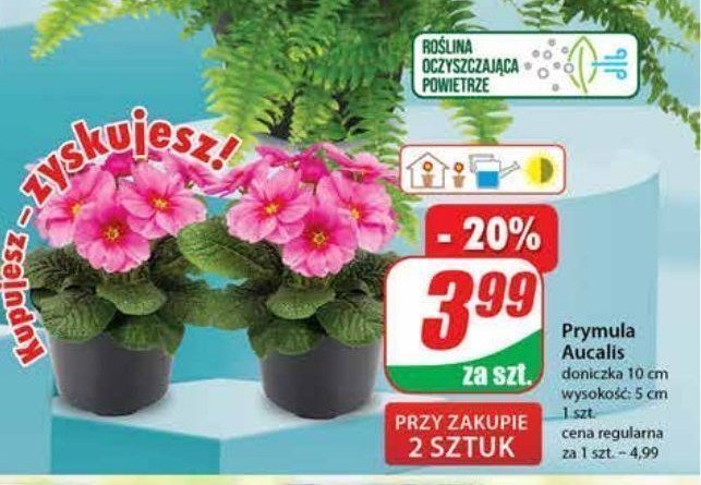 Prymula aucalis don. 10 cm promocja