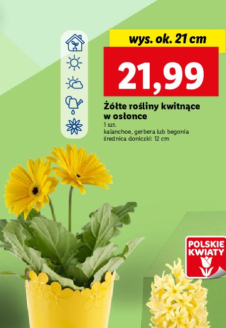 Gerbera 偶贸艂ta 12 cm promocja