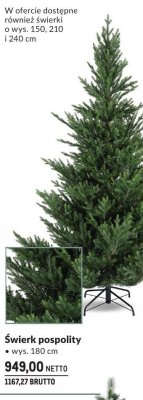 Świerk pospolity choinka 180 cm promocja w Makro