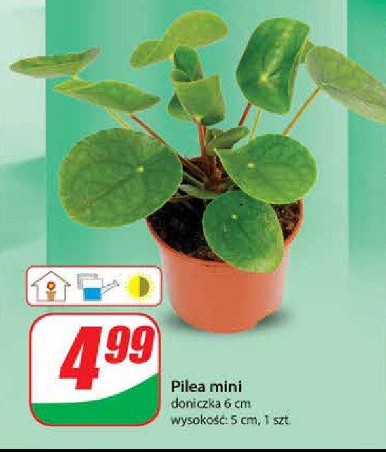 Pilea mini promocja