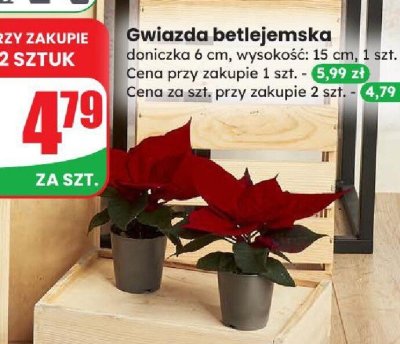 Gwiazda betlejemska 6 cm promocja w Dino