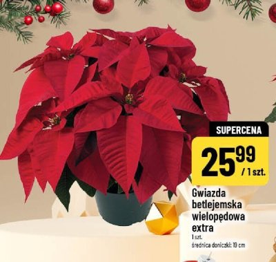 Gwiazda betlejemska wielopędowa extra promocja w POLOmarket