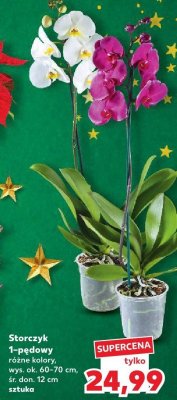 Storczyk 1-pędowy różne kolory, wys. ok. 60-70 cm, śr. don. 12 cm promocja w Kaufland