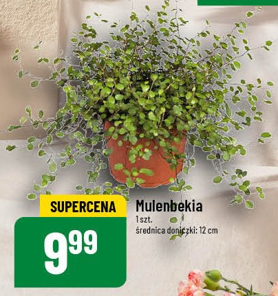 Mulenbekia 12 cm promocja