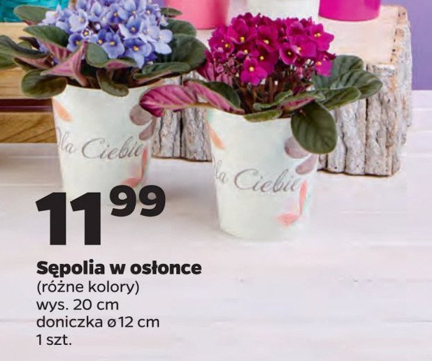 S臋polia don. 12 cm promocja